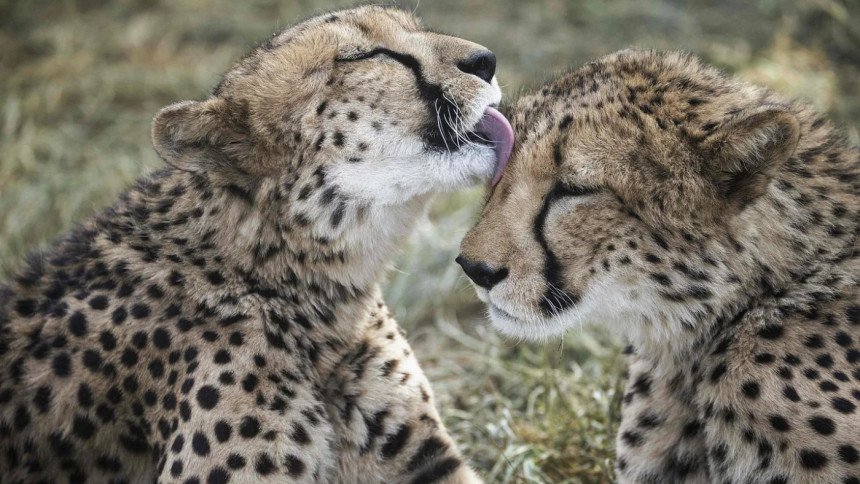 Cheetahs, extinct in India for 7 decades, to be introduced in tiger parks