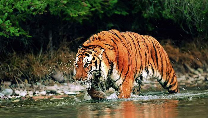 Sundarbans has 114 tigers at present: Environment Minister
