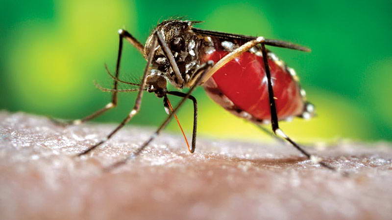 22 more hospitalized with dengue fever in 24 hrs