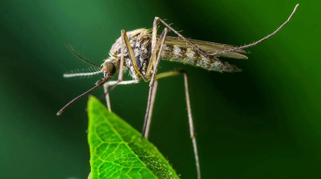 One dengue patient dies; 524 hospitalized in 24 hrs