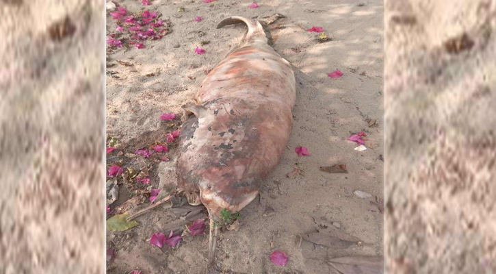 Dead Dolphin Found Again in Halda River